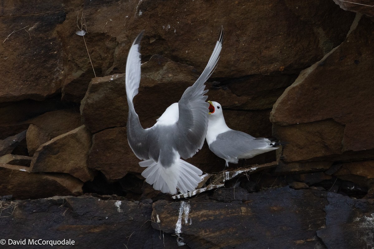 Black-legged Kittiwake - ML637639622