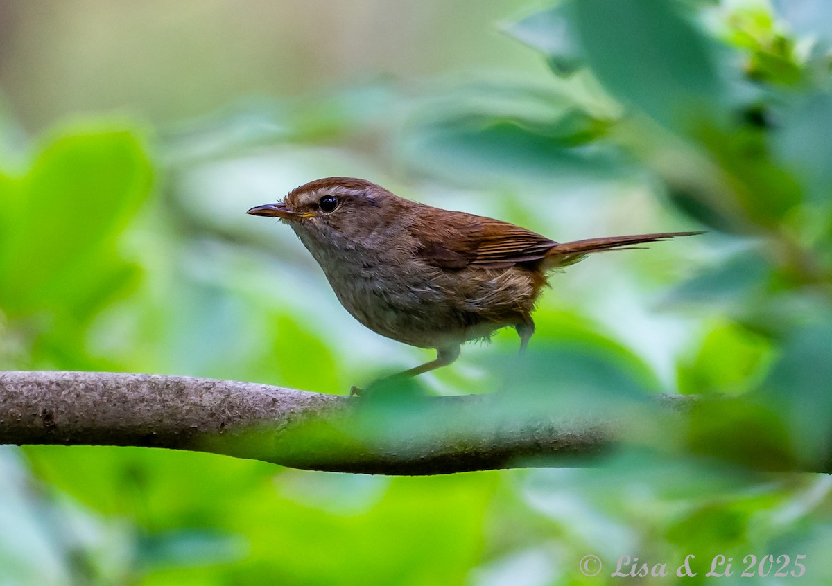 Brownish-flanked Bush Warbler (Brownish-flanked) - ML637639626