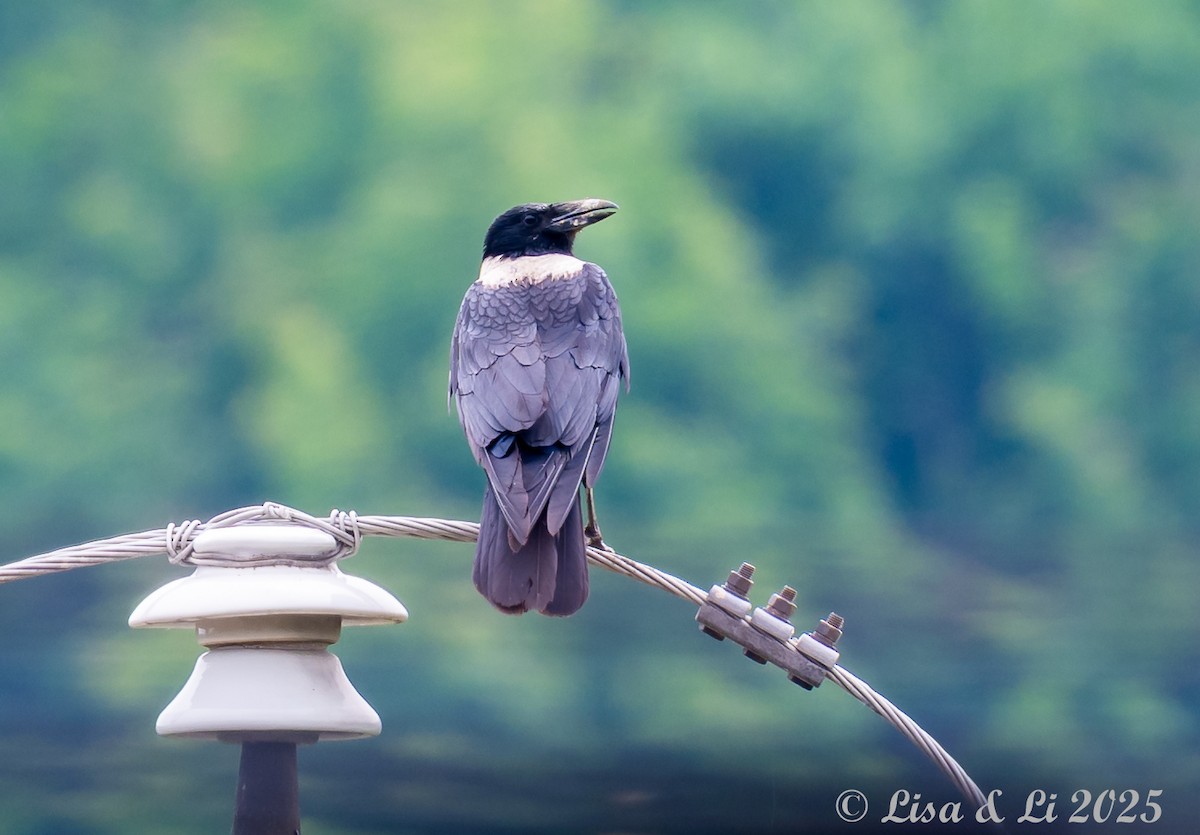 Collared Crow - ML637639633