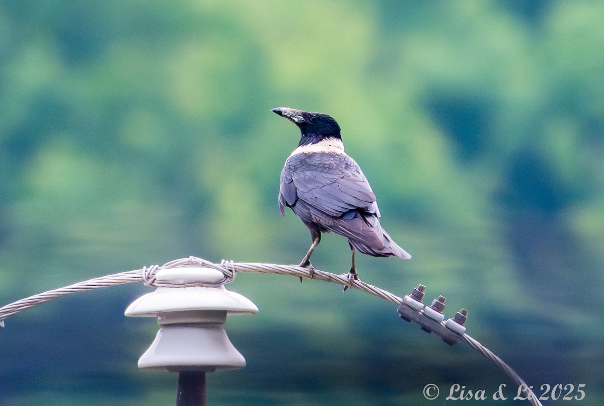 Collared Crow - ML637639634
