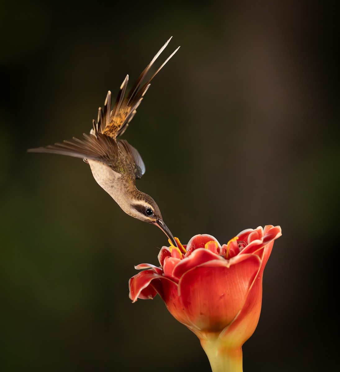 Long-billed Hermit - ML637639638