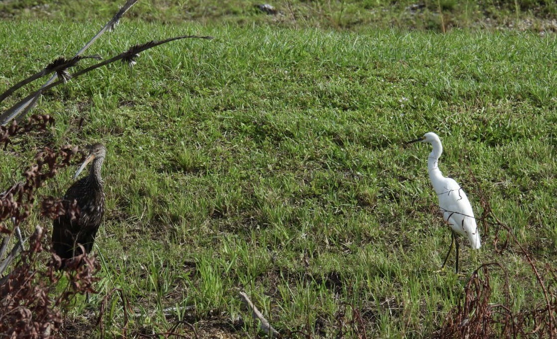 Limpkin - ML637639647