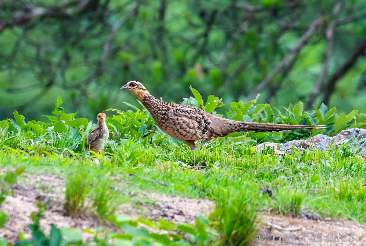 Reeves's Pheasant - ML637639663