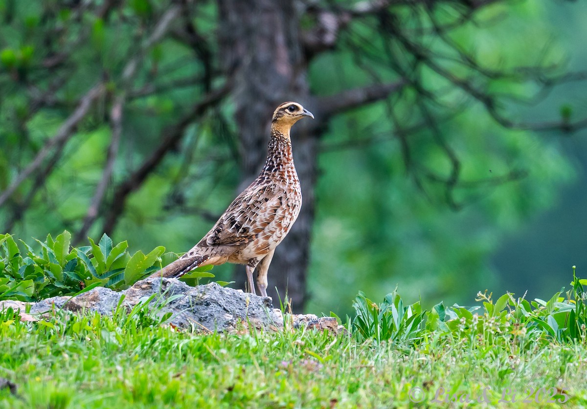 Reeves's Pheasant - ML637639664