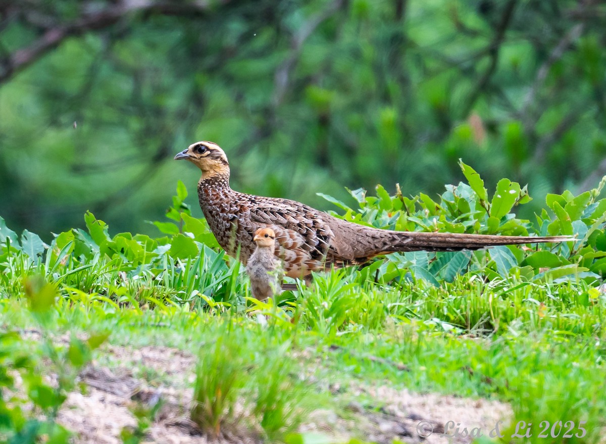 Reeves's Pheasant - ML637639665