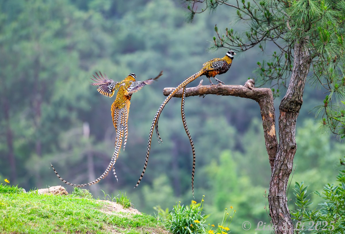 Reeves's Pheasant - ML637639666