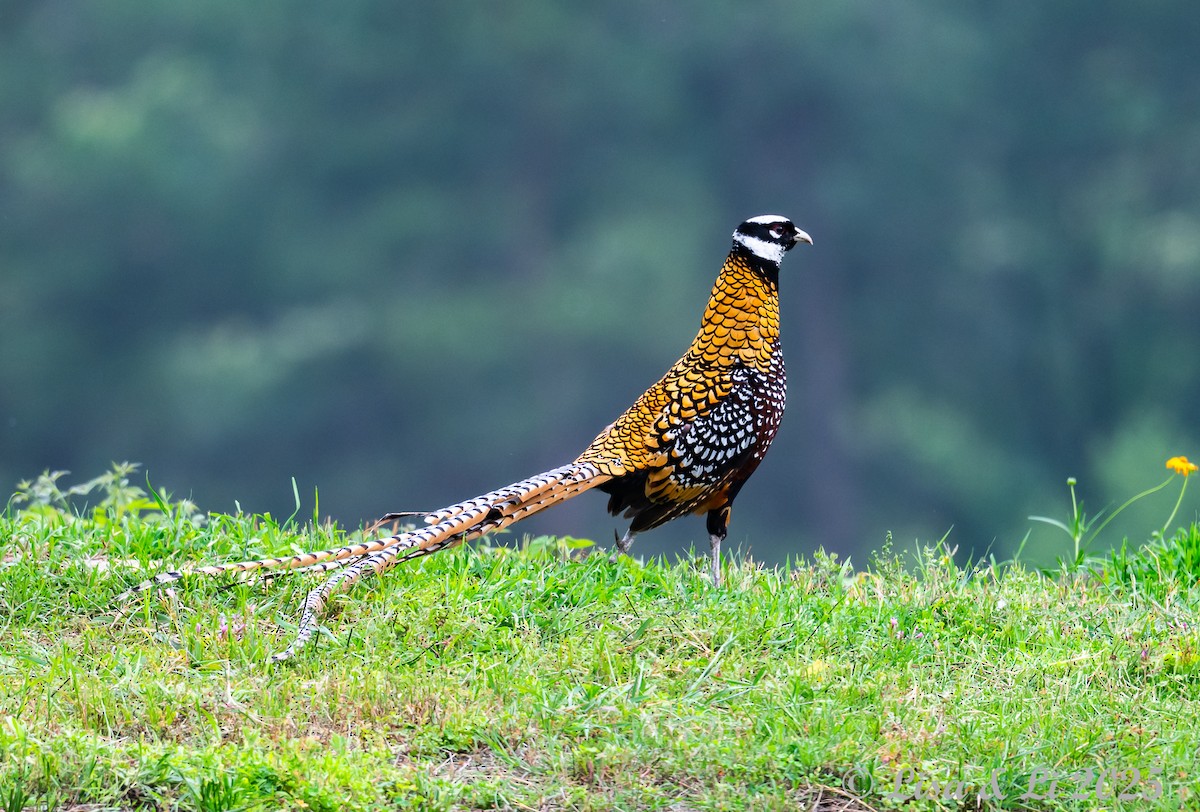 Reeves's Pheasant - ML637639667