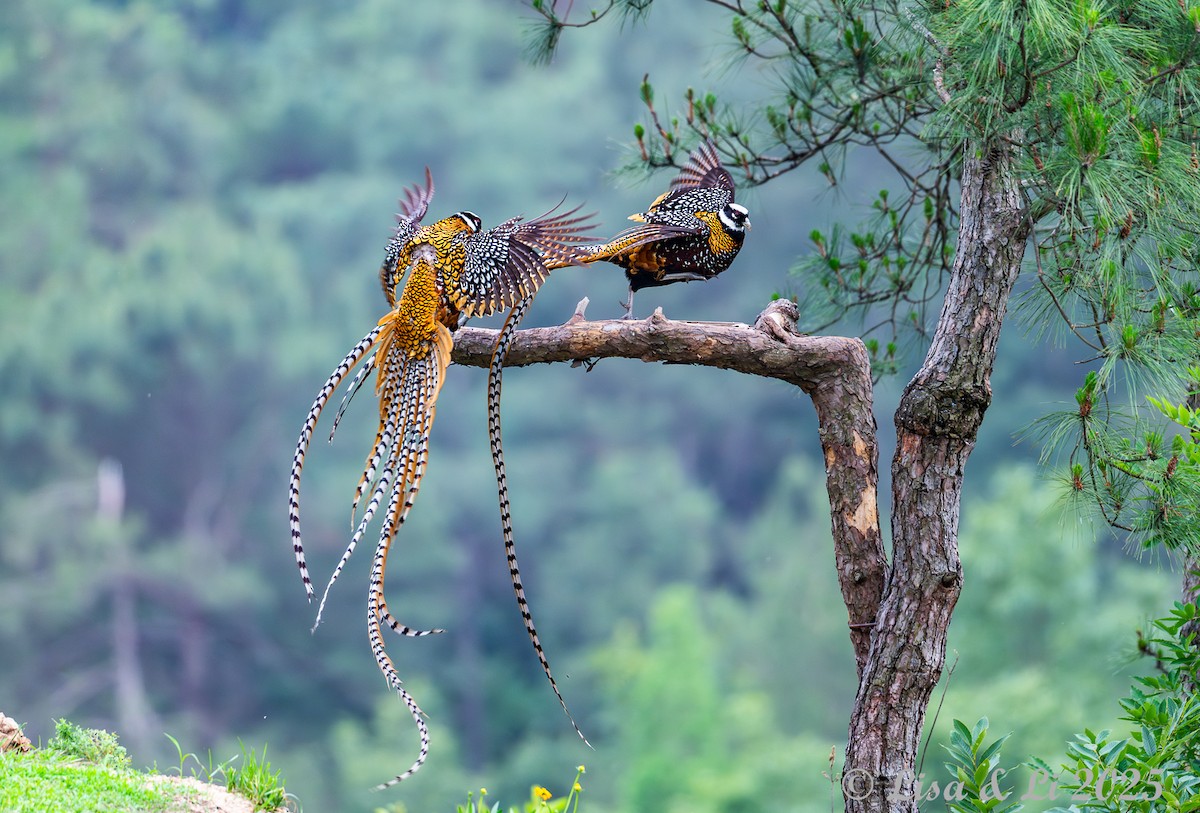 Reeves's Pheasant - ML637639668