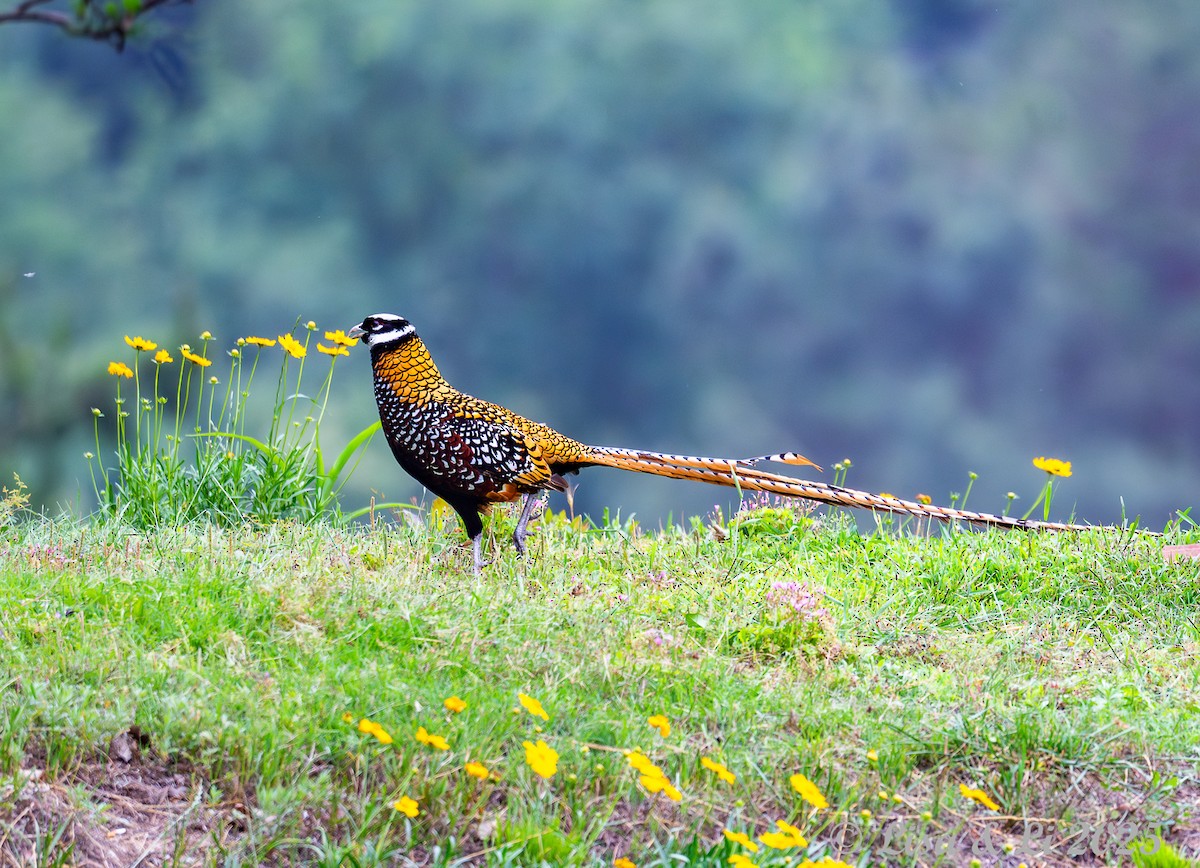 Reeves's Pheasant - ML637639670