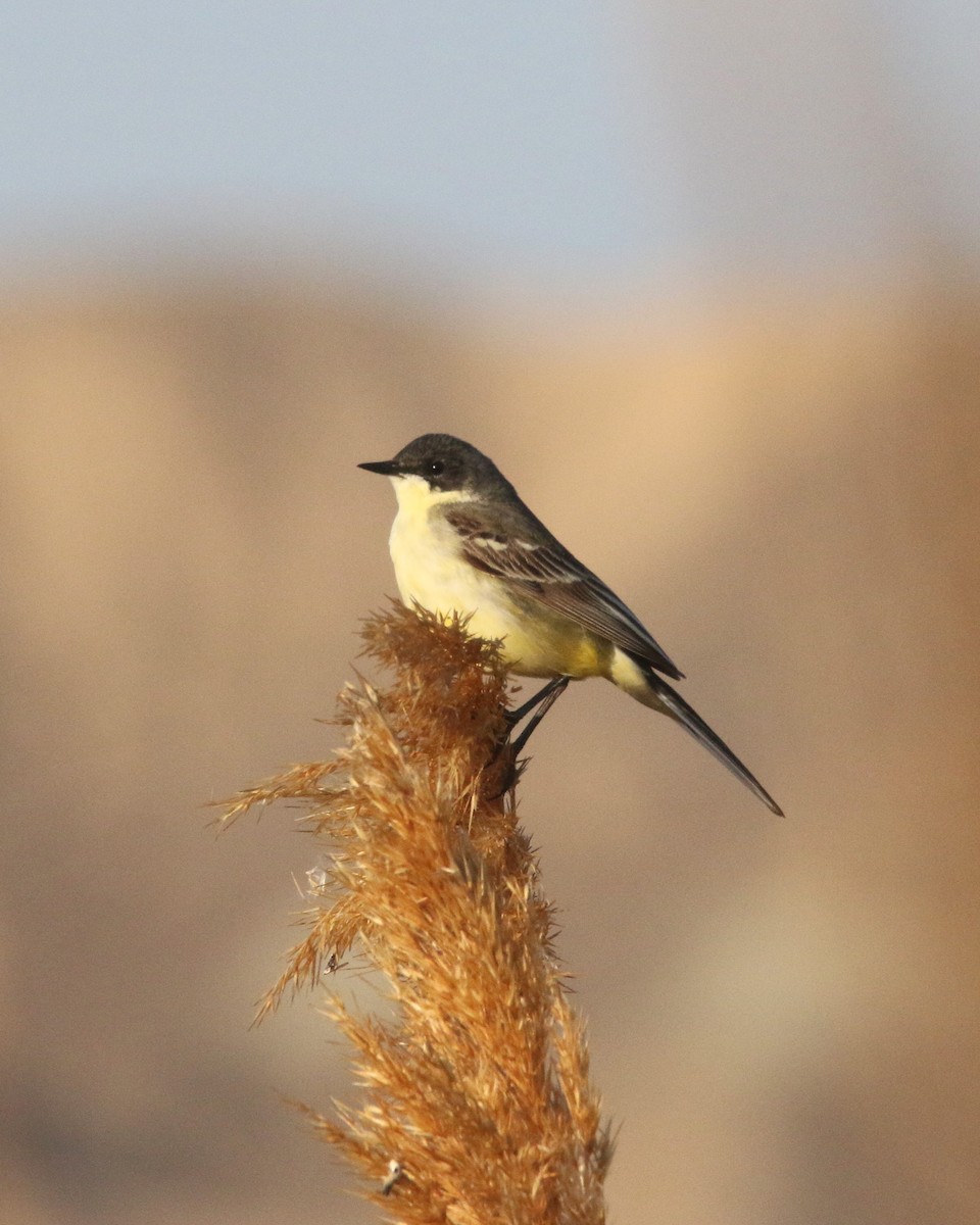 Western Yellow Wagtail (feldegg) - ML637639672