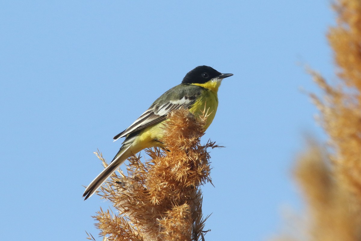 Western Yellow Wagtail (feldegg) - ML637639673