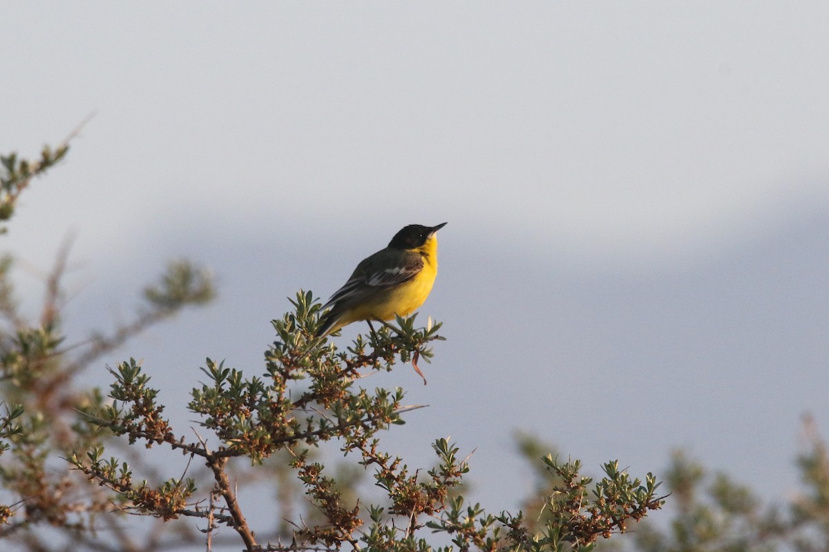 Western Yellow Wagtail (feldegg) - ML637639674
