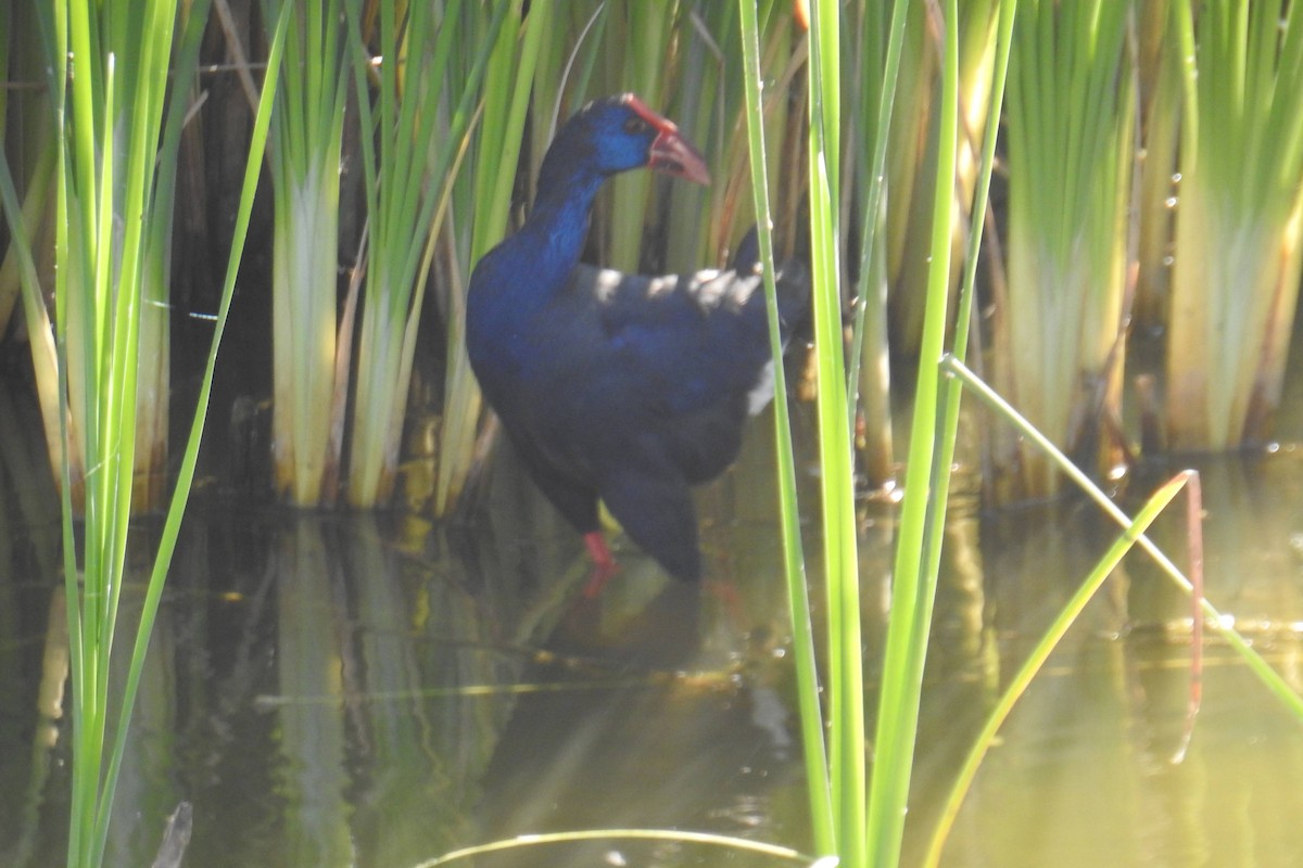 Western Swamphen - ML637639715