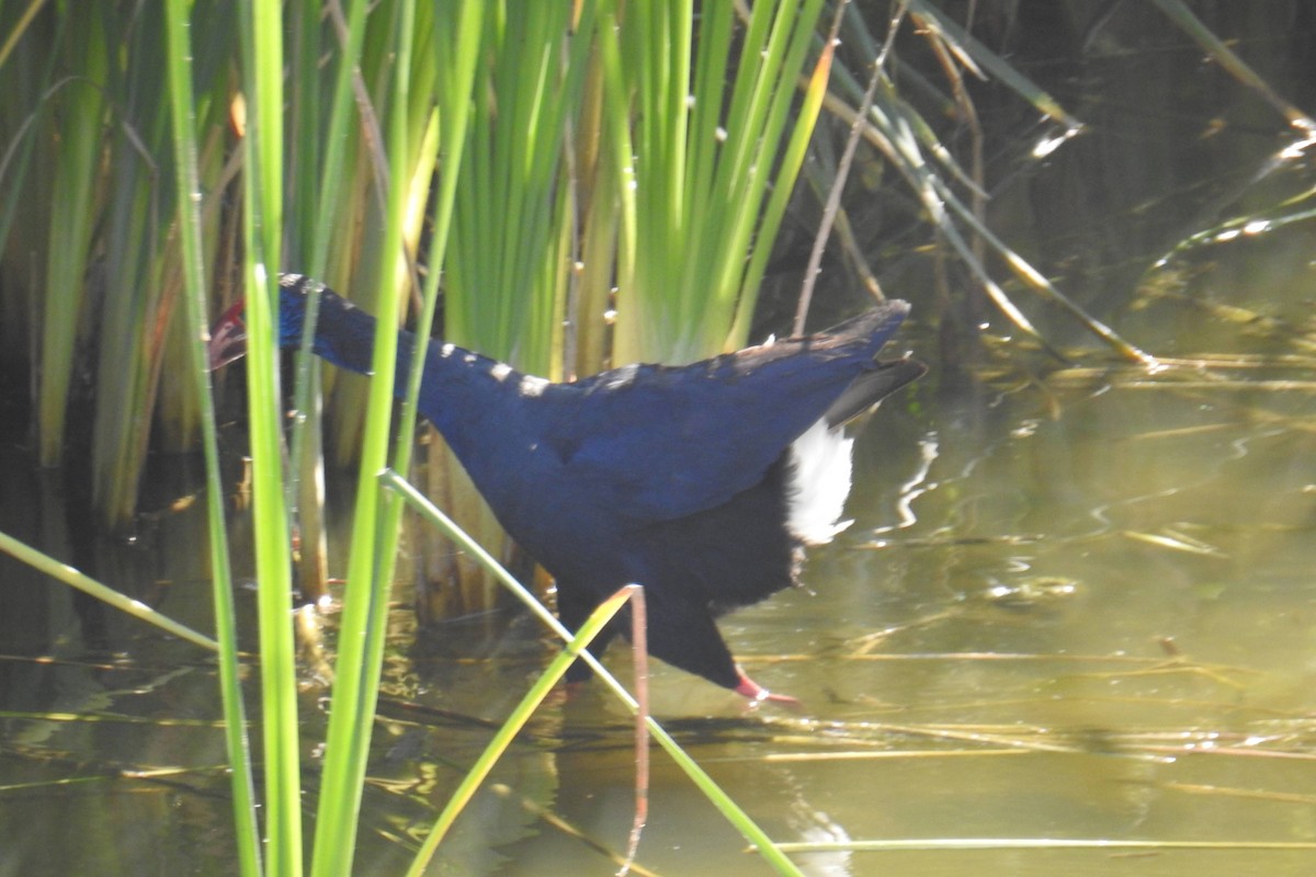 Western Swamphen - ML637639716