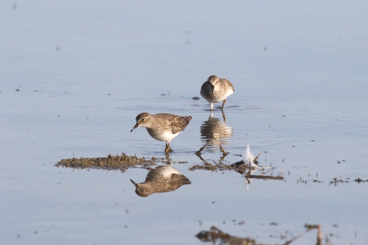 Temminck's Stint - ML637639717