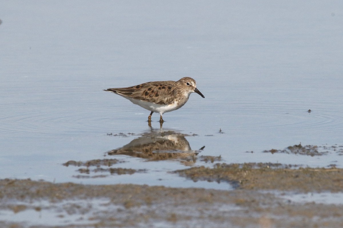 Temminck's Stint - ML637639718