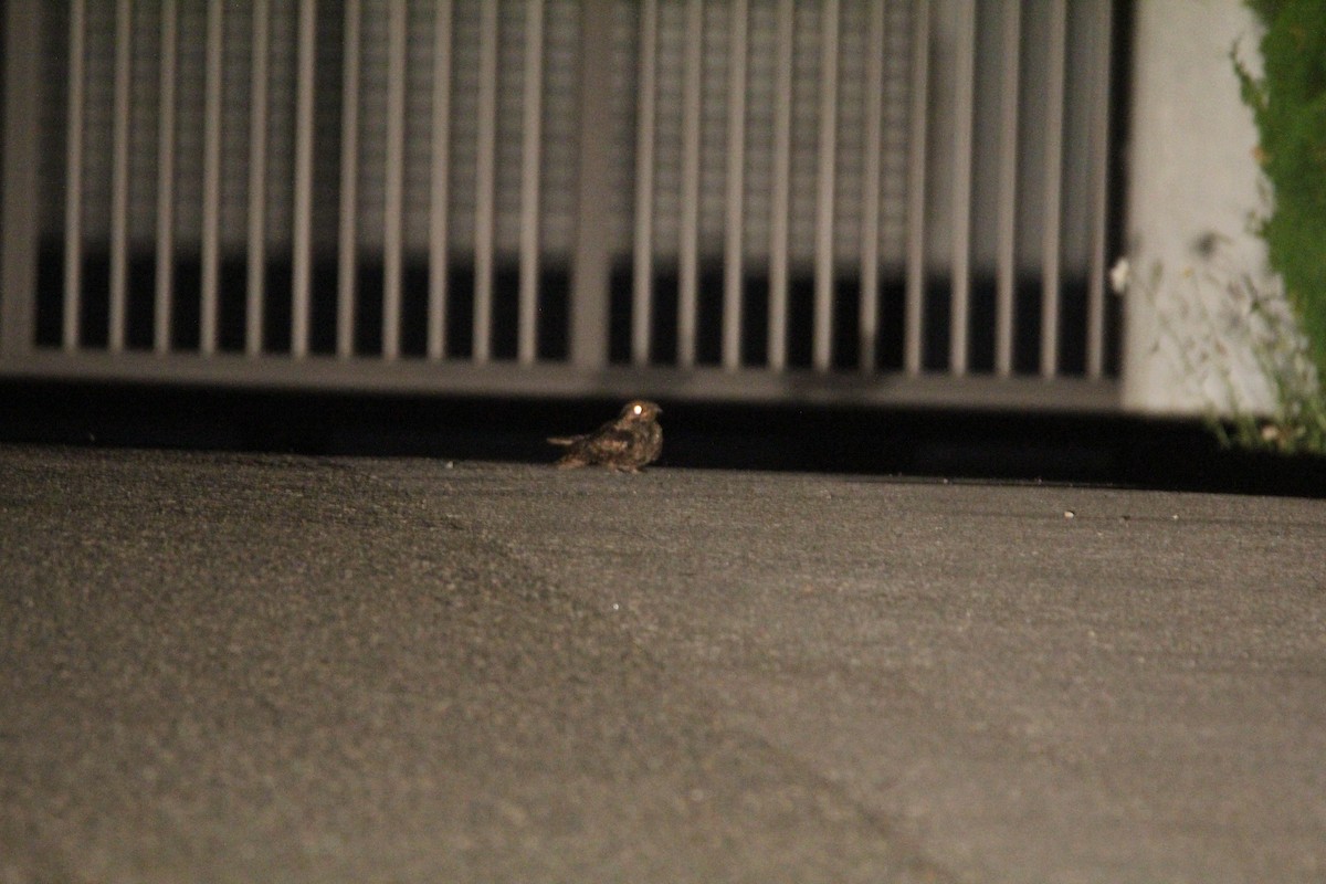 Gray Nightjar - ML637639731