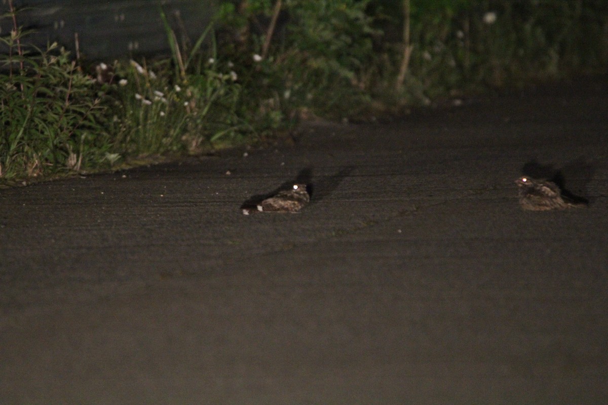 Gray Nightjar - ML637639732