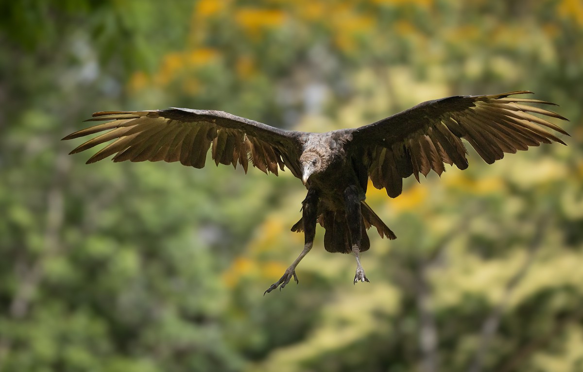 Black Vulture - ML637639737