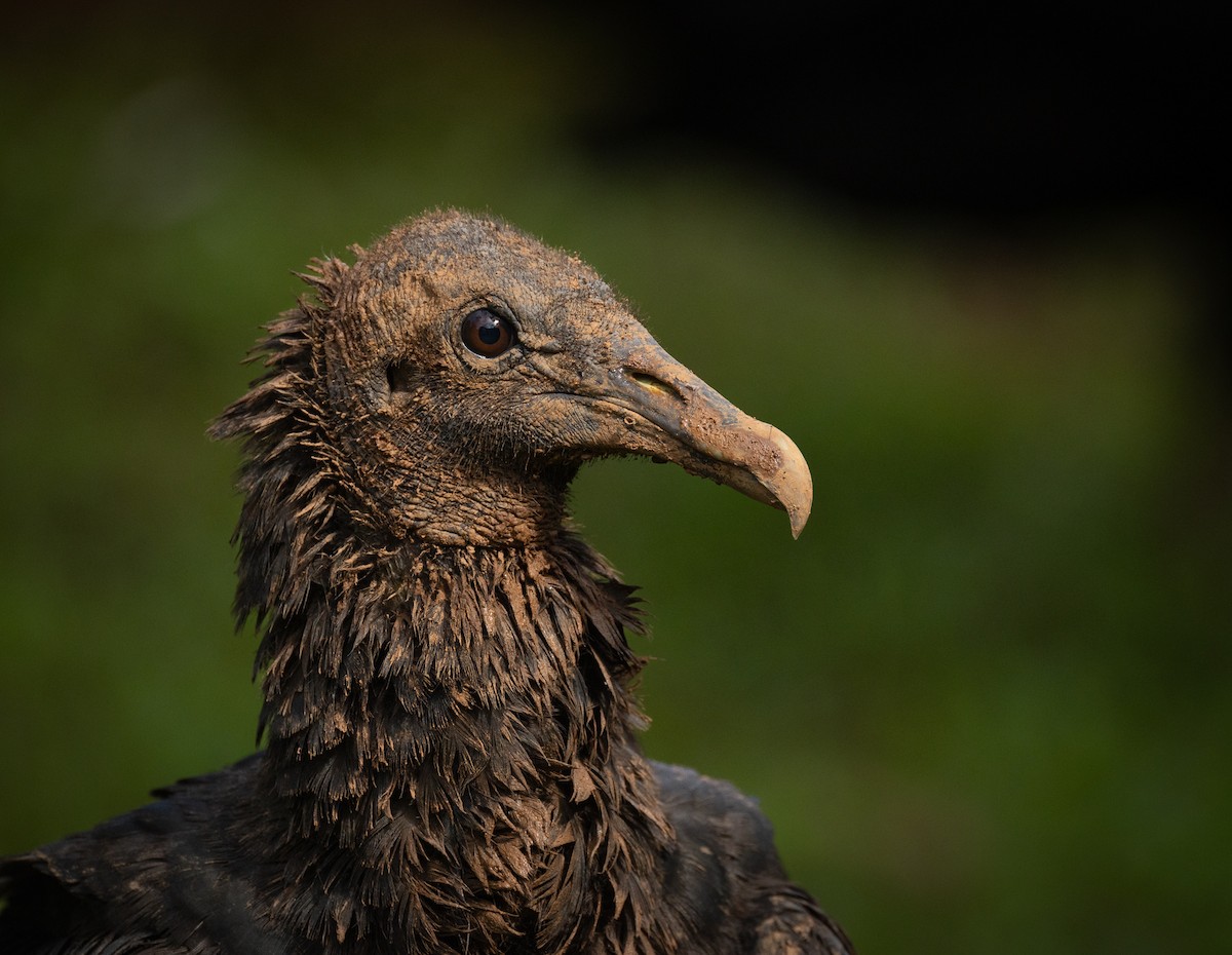 Black Vulture - ML637639738