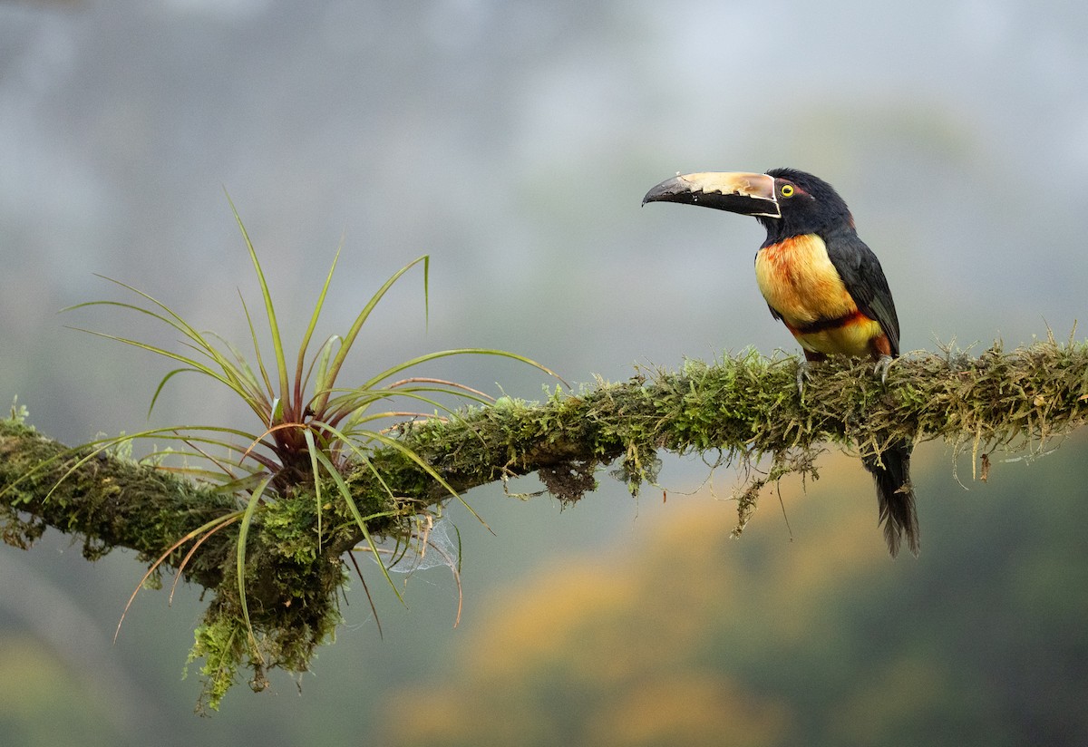 Collared Aracari - ML637639760