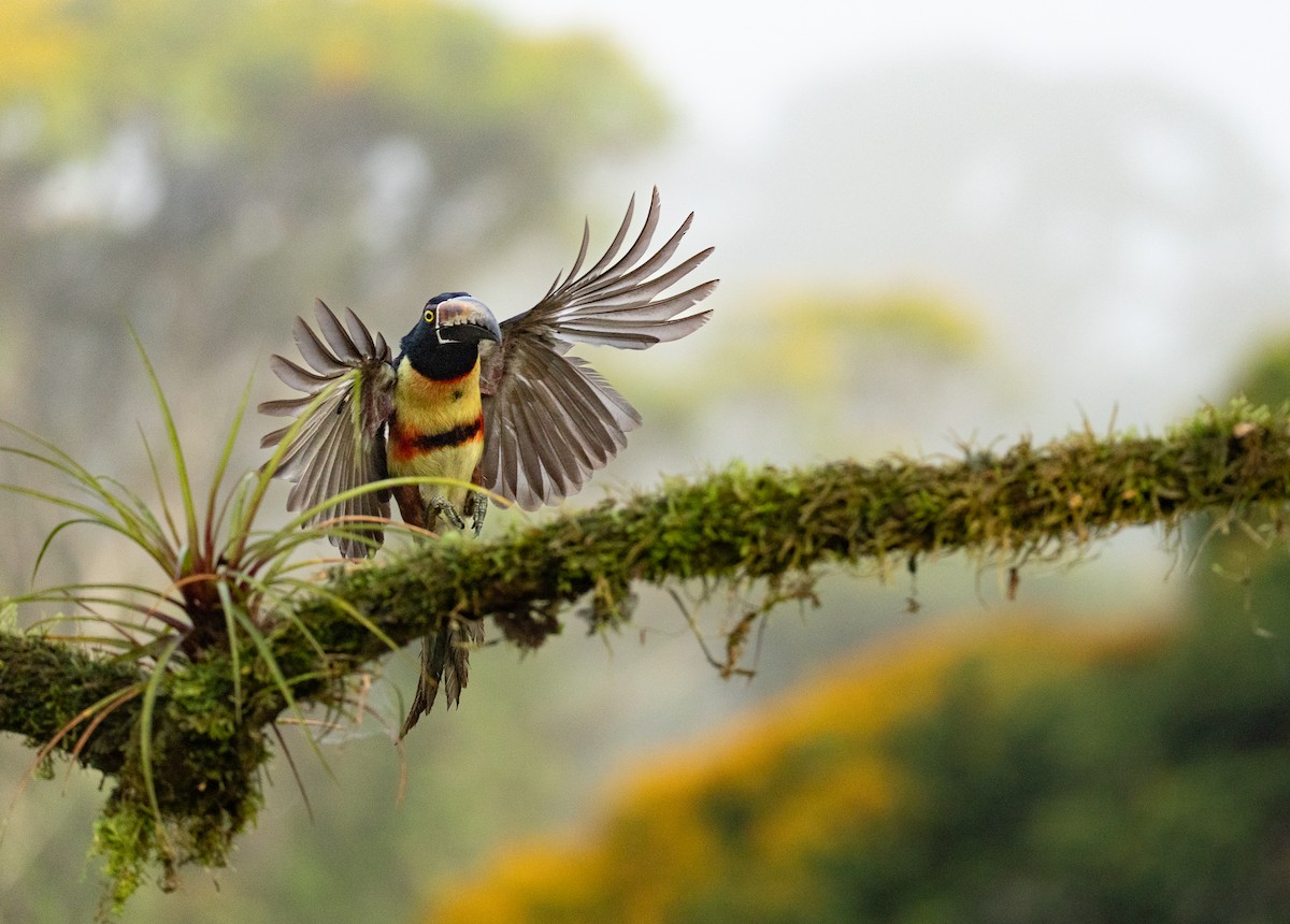 Collared Aracari - ML637639761