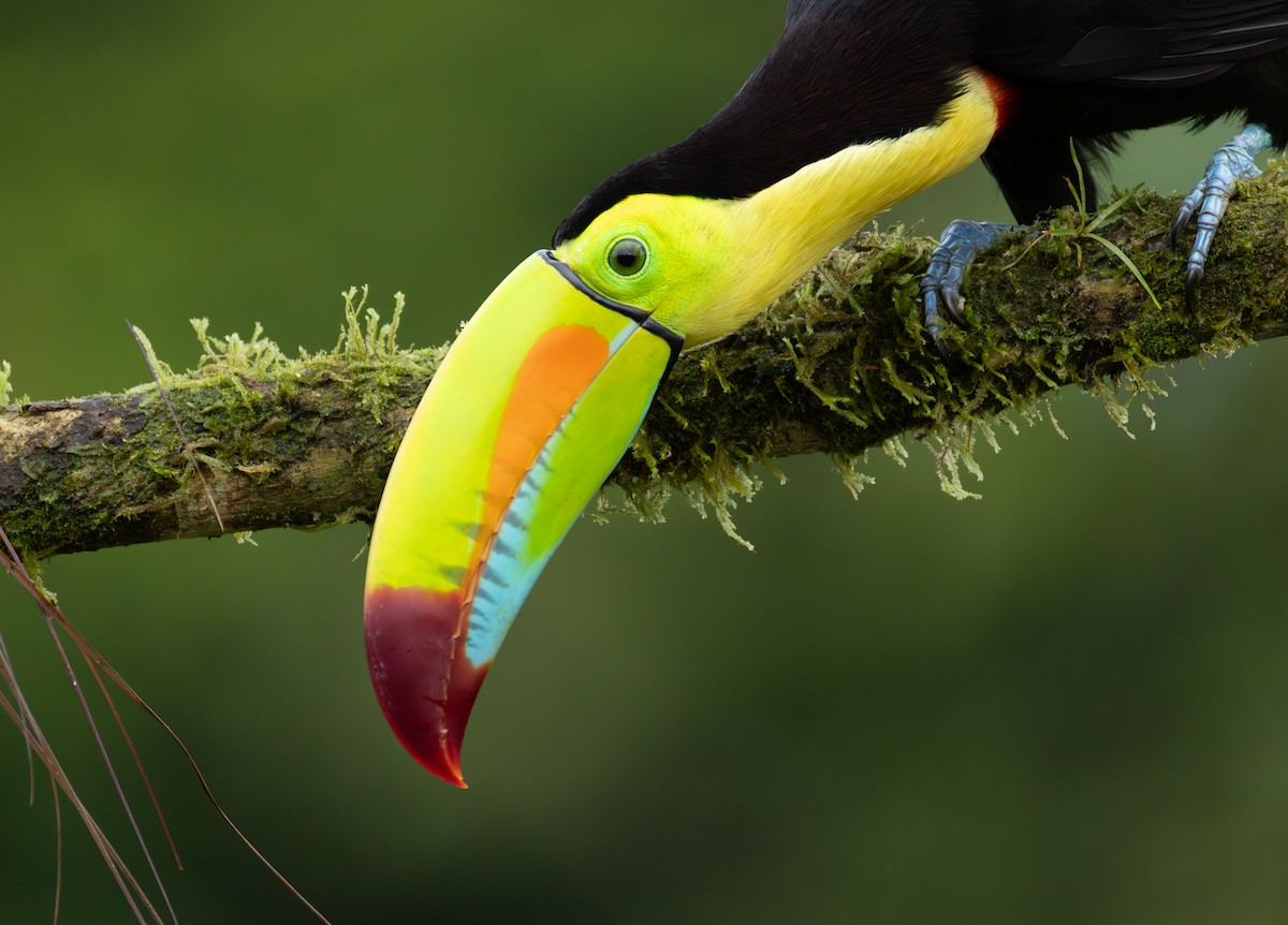Keel-billed Toucan - ML637639768