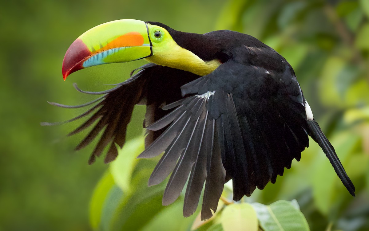 Keel-billed Toucan - ML637639769