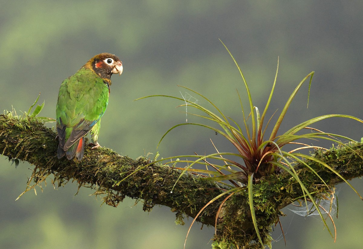 Brown-hooded Parrot - ML637639779