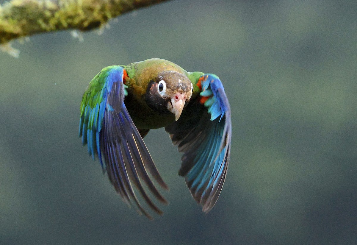 Brown-hooded Parrot - ML637639780