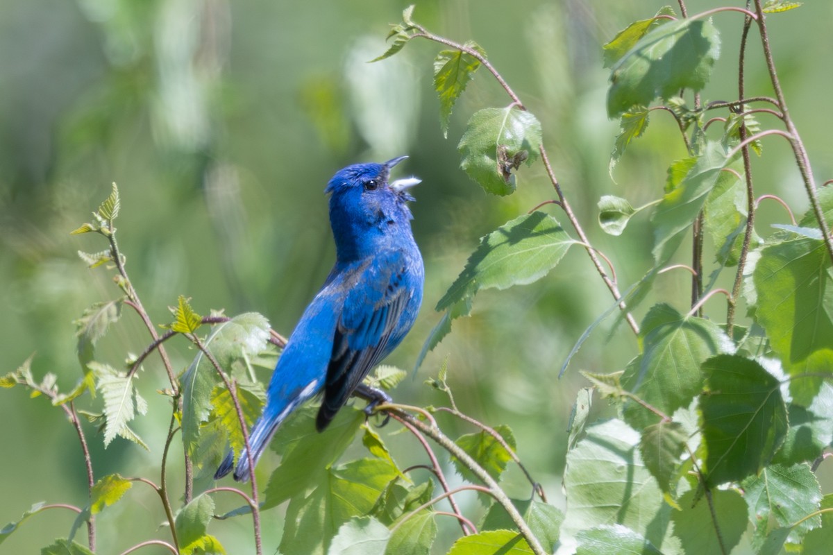 Indigo Bunting - ML637639783