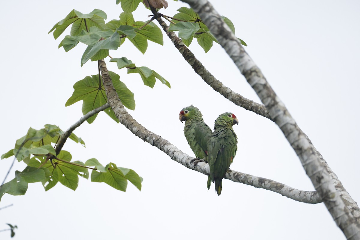 Red-lored Amazon - ML637639791