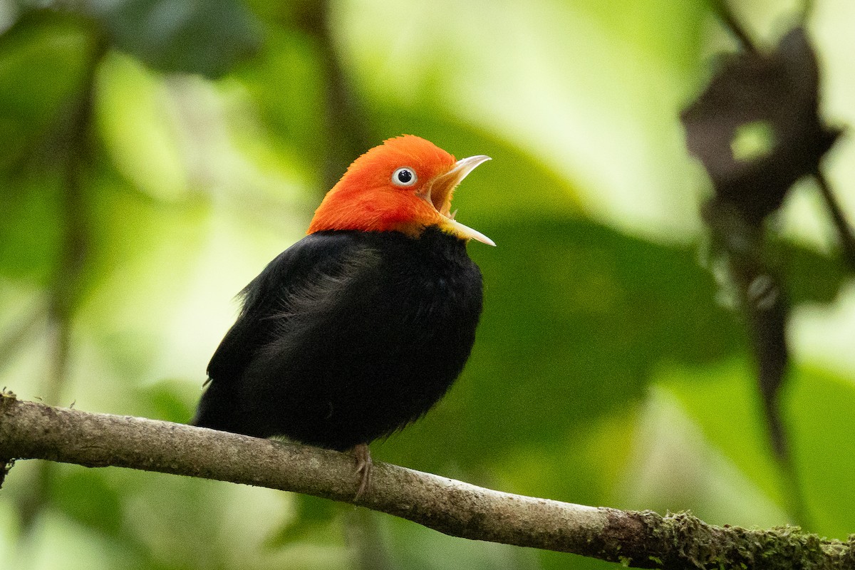 Red-capped Manakin - ML637639803