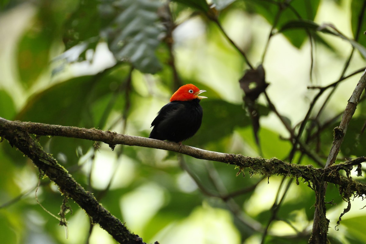 Red-capped Manakin - ML637639805