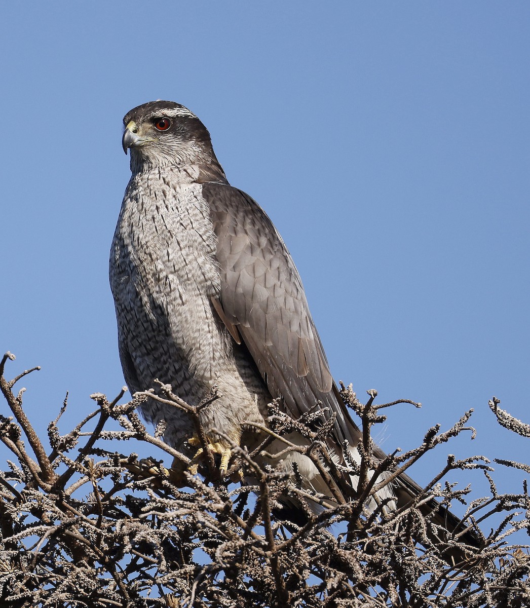 American Goshawk - ML637639836