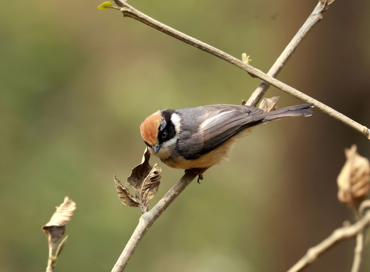 Black-throated Tit - ML637639844