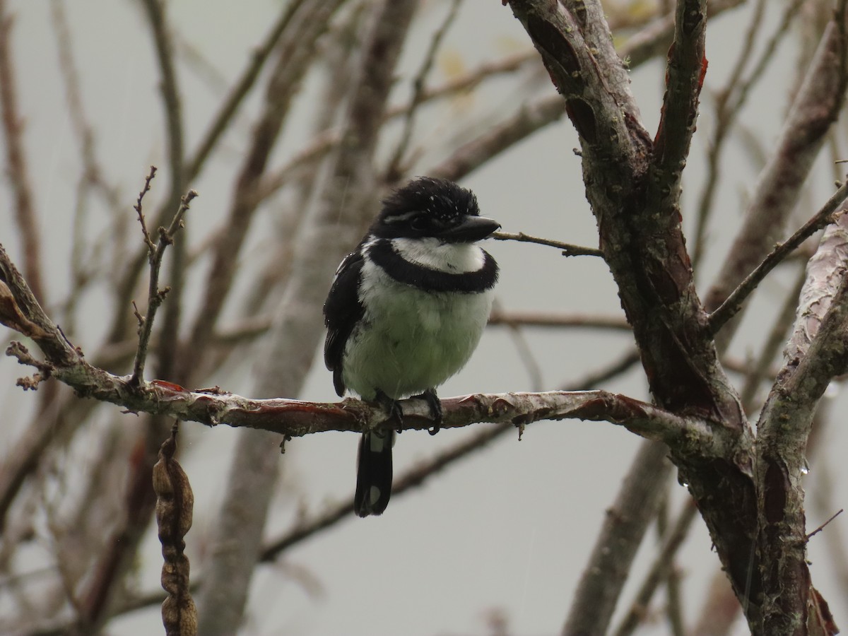 Pied Puffbird - ML637639859