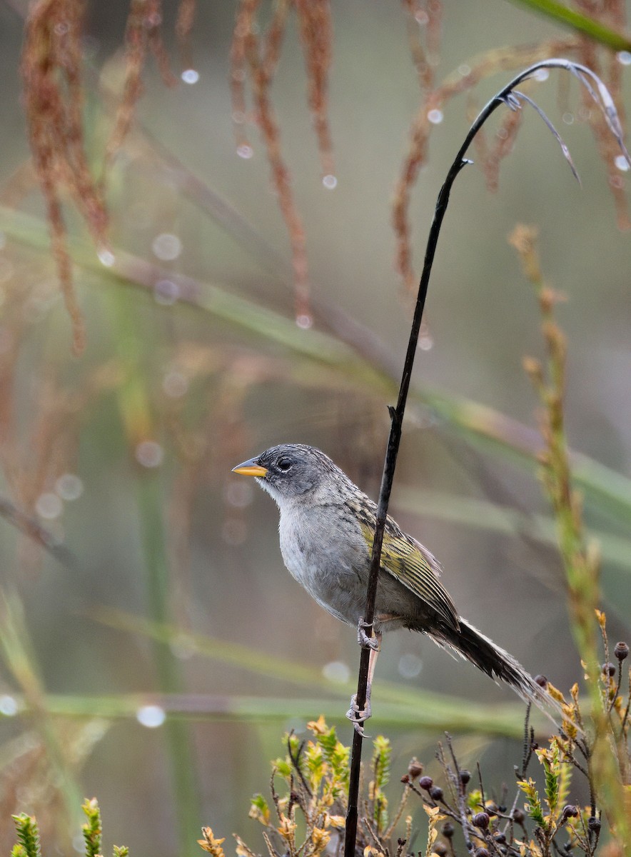Lesser Grass-Finch - ML637639907