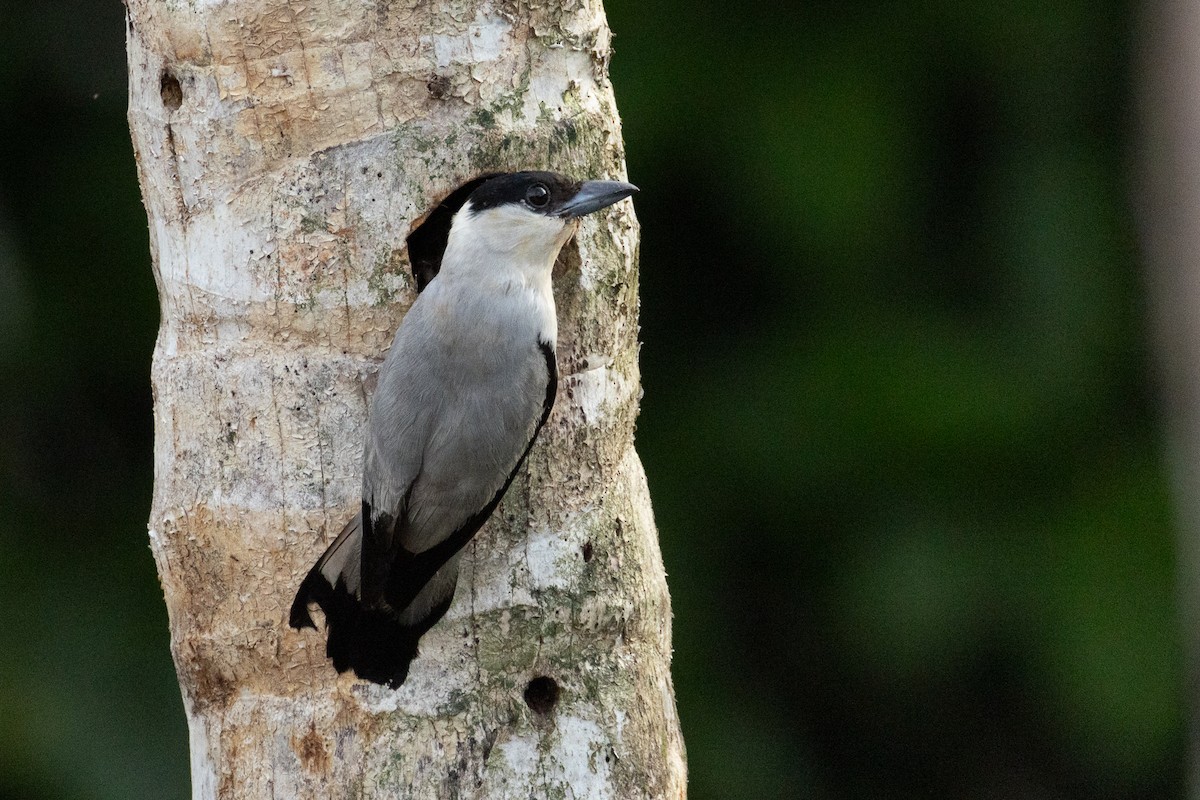 Black-crowned Tityra - ML637639918