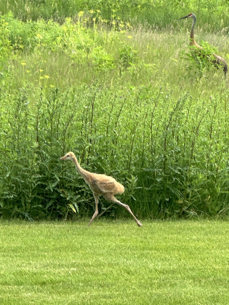 jeřáb kanadský - ML637639942