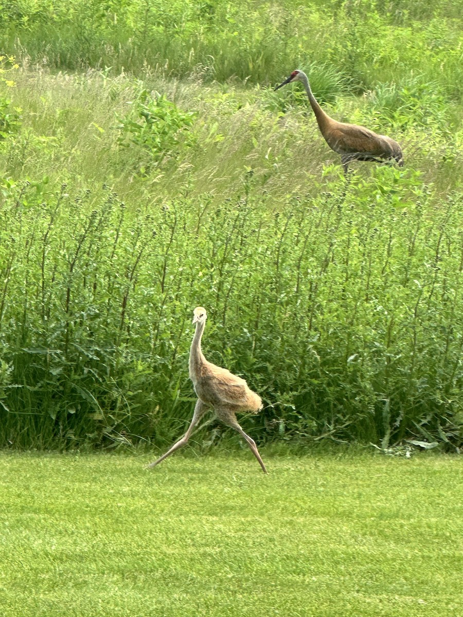 jeřáb kanadský - ML637639943