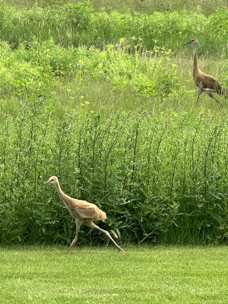 jeřáb kanadský - ML637639944