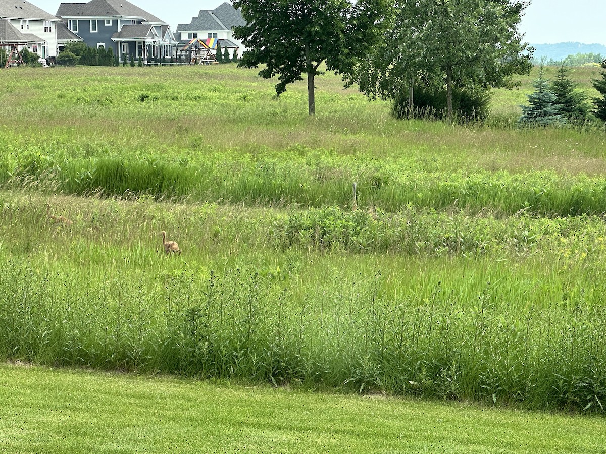 jeřáb kanadský - ML637639945