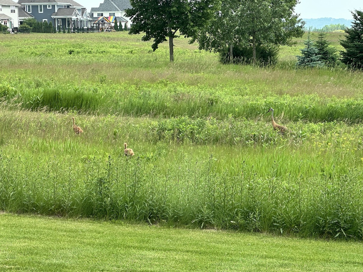 jeřáb kanadský - ML637639946