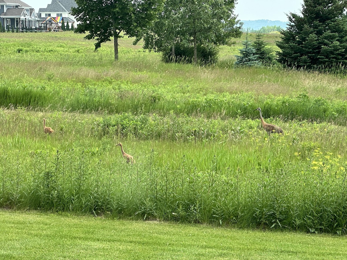 jeřáb kanadský - ML637639947