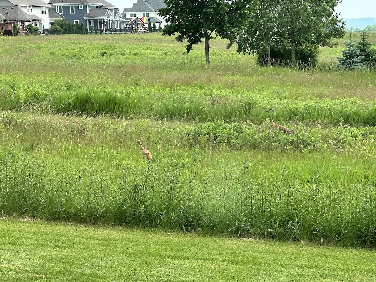 jeřáb kanadský - ML637639948