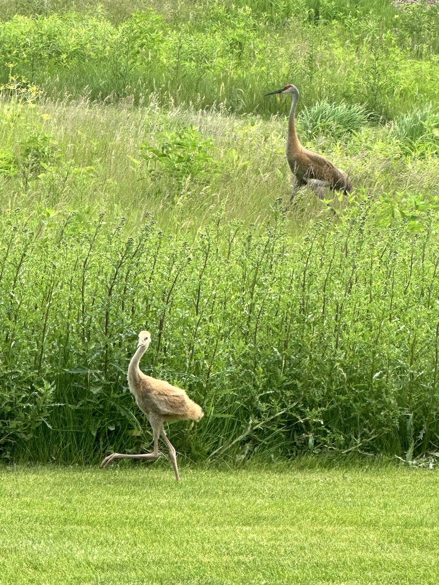 jeřáb kanadský - ML637639949