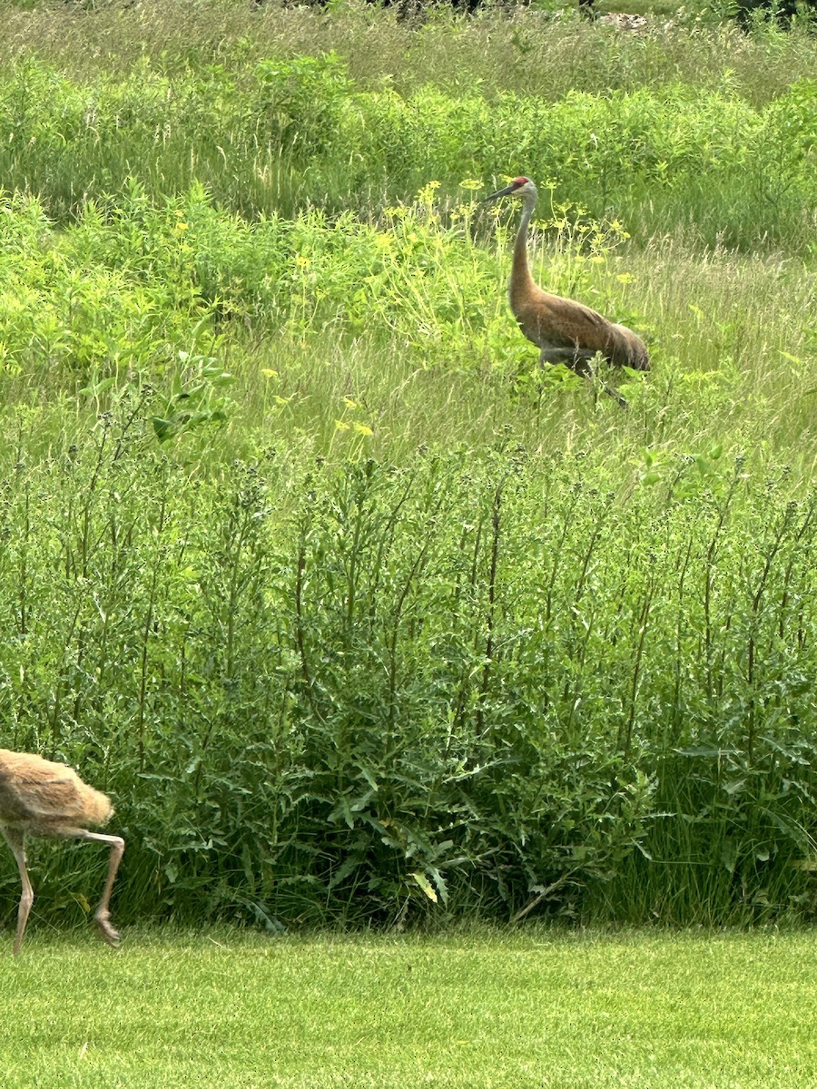 jeřáb kanadský - ML637639950