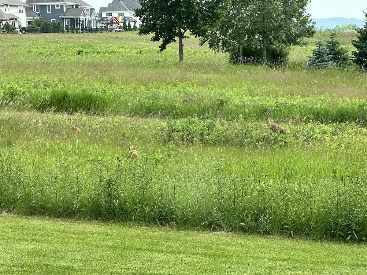 jeřáb kanadský - ML637639951