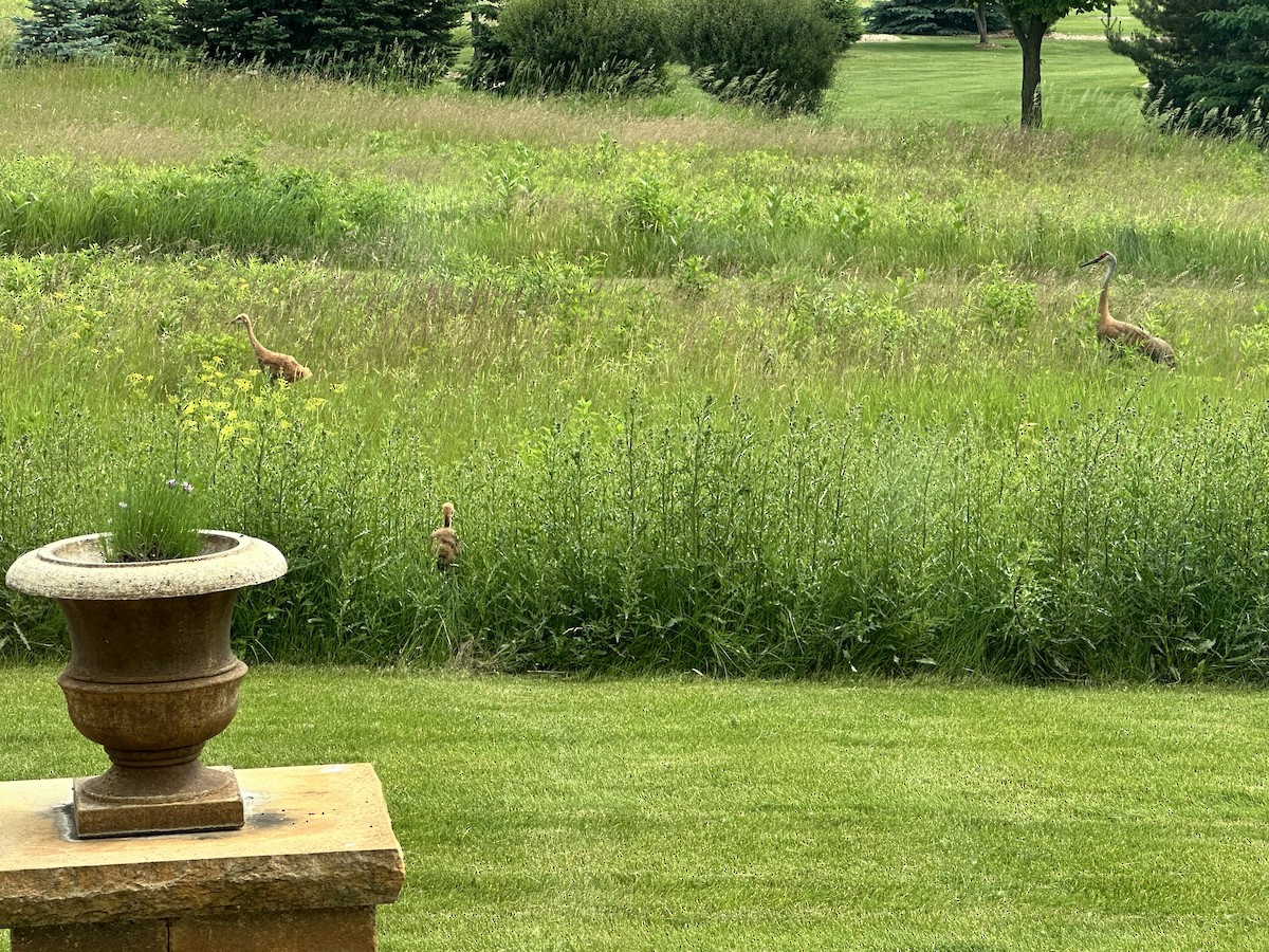 jeřáb kanadský - ML637639952